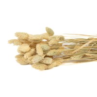 PHOCEALYS │Phalaris sec │vente aux pros│Grossiste en fleurs séchées