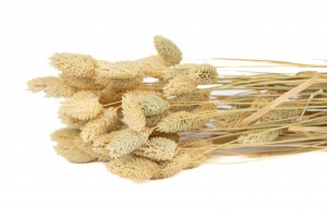 PHOCEALYS │Phalaris sec │vente aux pros│Grossiste en fleurs séchées