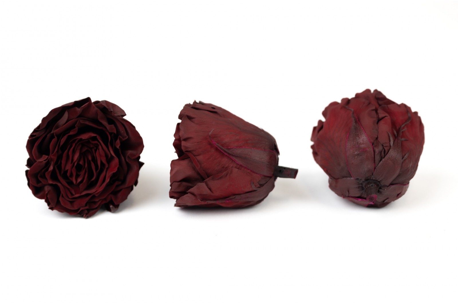 PHOCEALYS│Tête de rose romantique d'Equateur stabilisée│vente aux pros│Grossiste en végétaux stabilisées