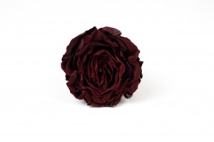 PHOCEALYS│Tête de rose romantique d'Equateur stabilisée│vente aux pros│Grossiste en végétaux stabilisées
