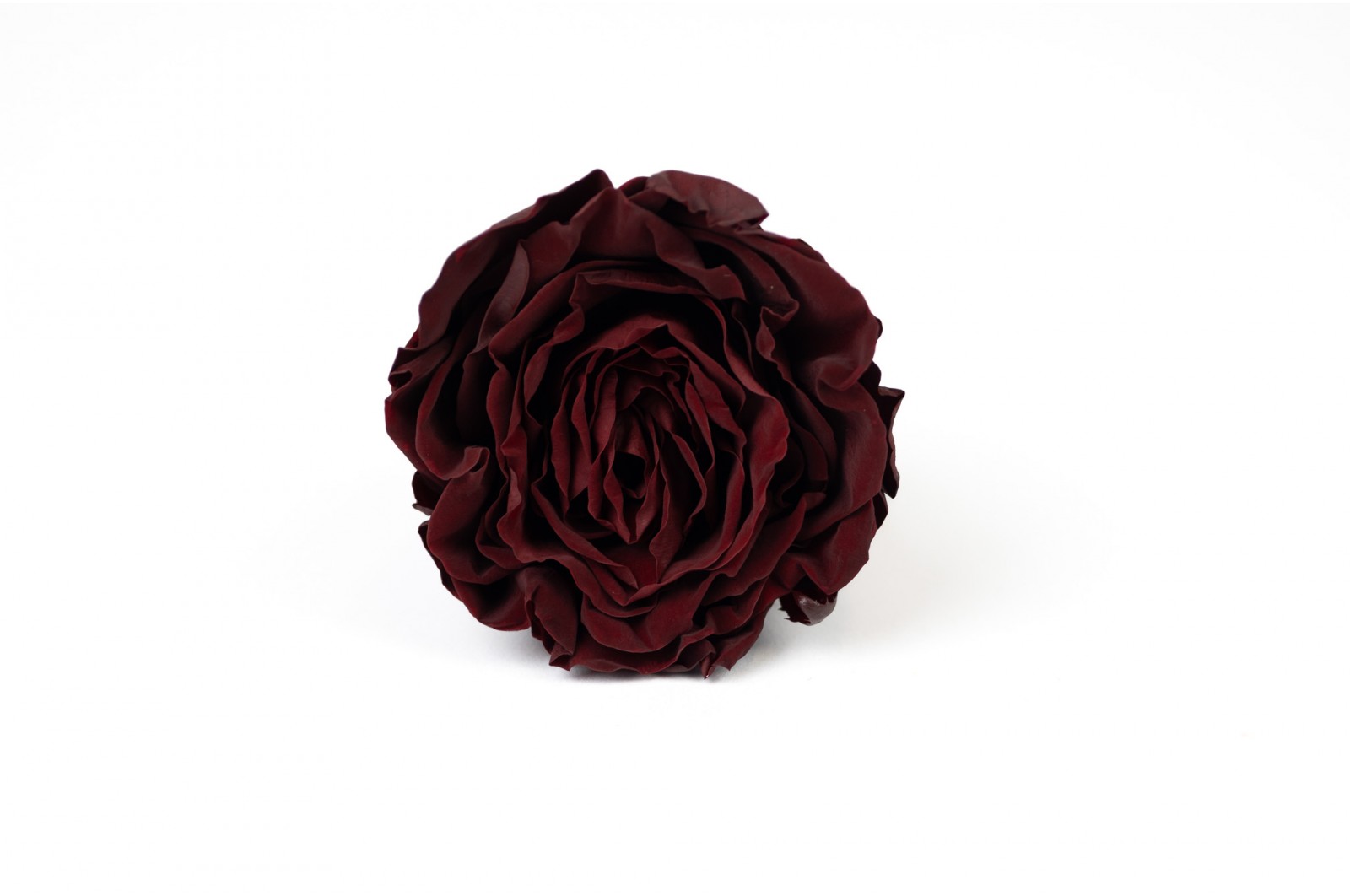 PHOCEALYS│Tête de rose romantique d'Equateur stabilisée│vente aux pros│Grossiste en végétaux stabilisées