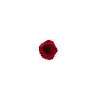 PHOCEALYS │Têtes de roses stabilisées  │vente aux pros│Grossiste