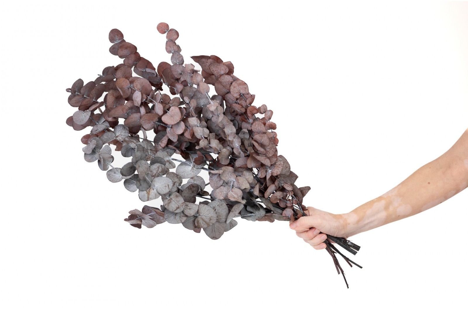 Eucalyptus cinerea stabilisé │vente aux pros│Grossiste