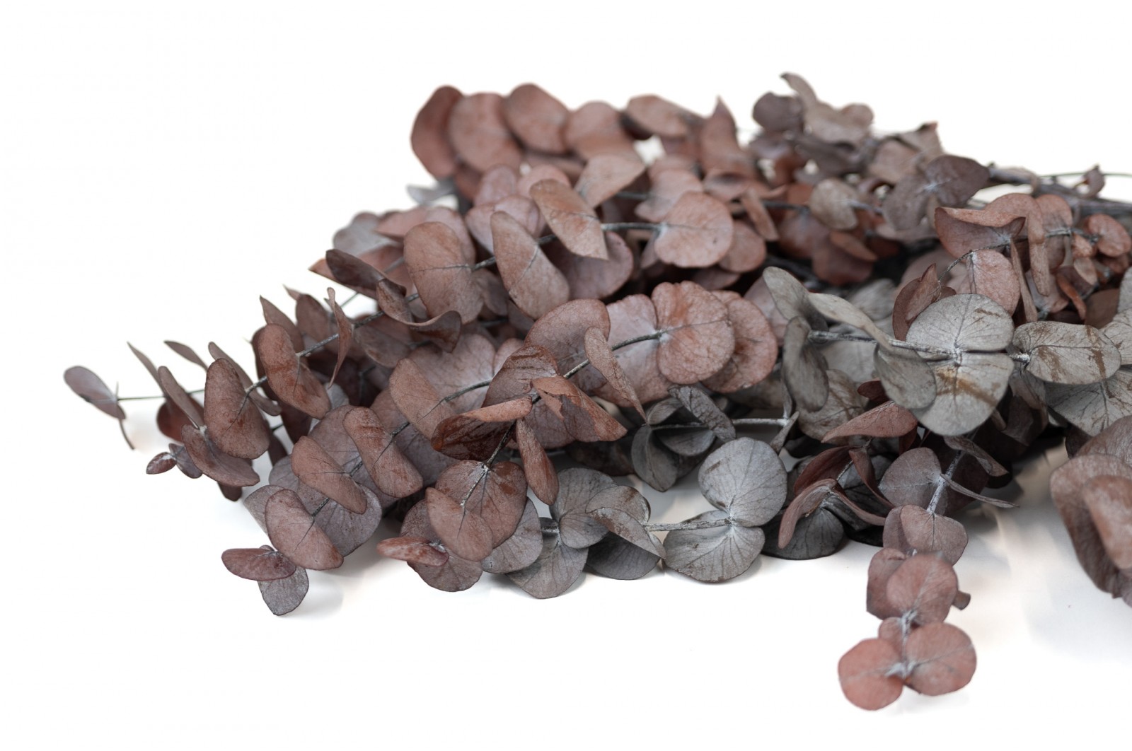 Eucalyptus cinerea stabilisé │vente aux pros│Grossiste