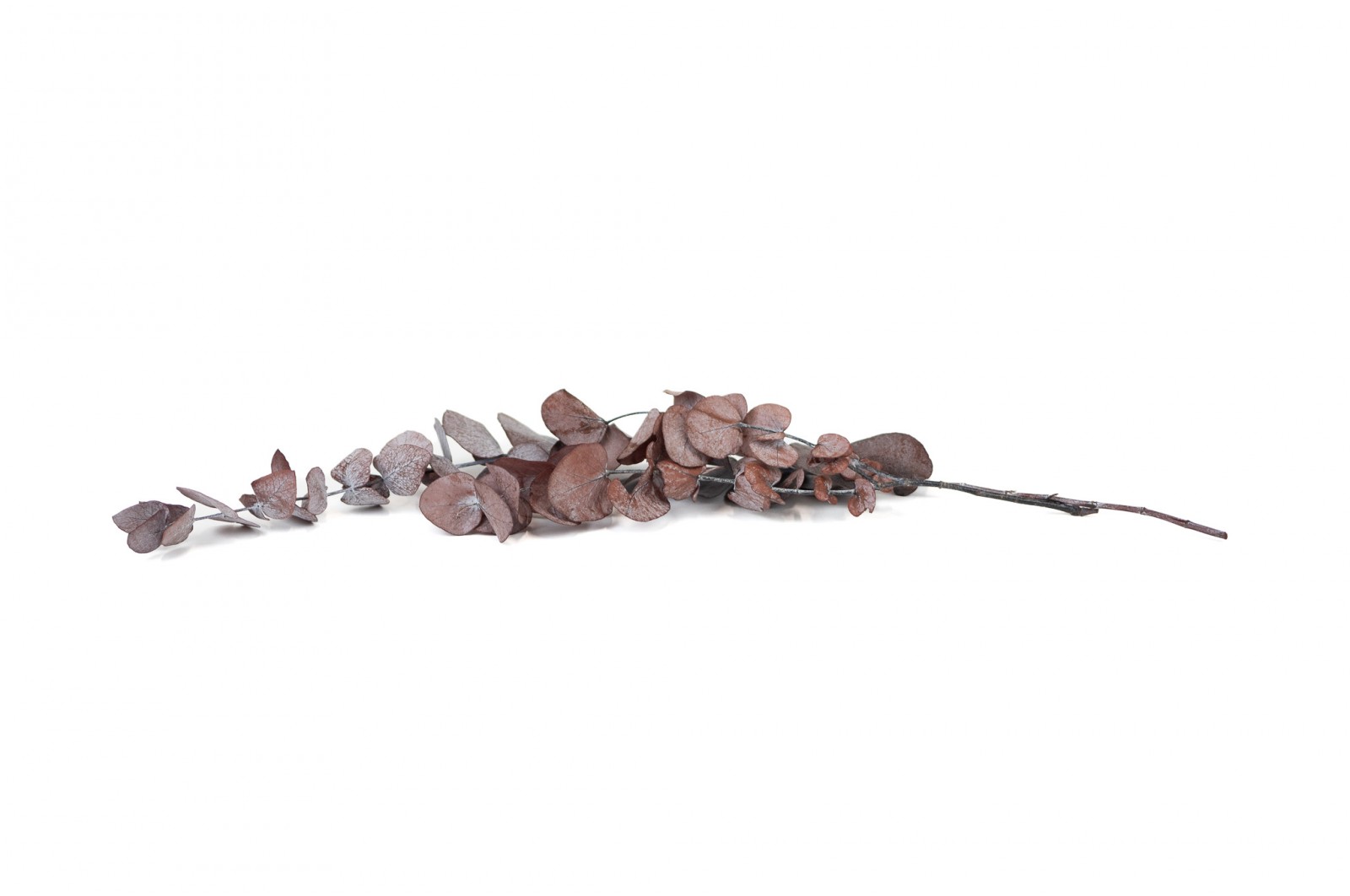 Eucalyptus cinerea stabilisé │vente aux pros│Grossiste