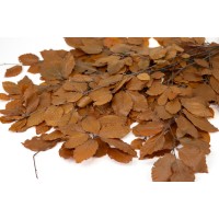 Hêtre stabilisé│vente aux pros│Grossiste en végétaux stabilisés