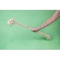 PHOCEALYS│Craspédie stabilisé│vente aux pros│Grossiste