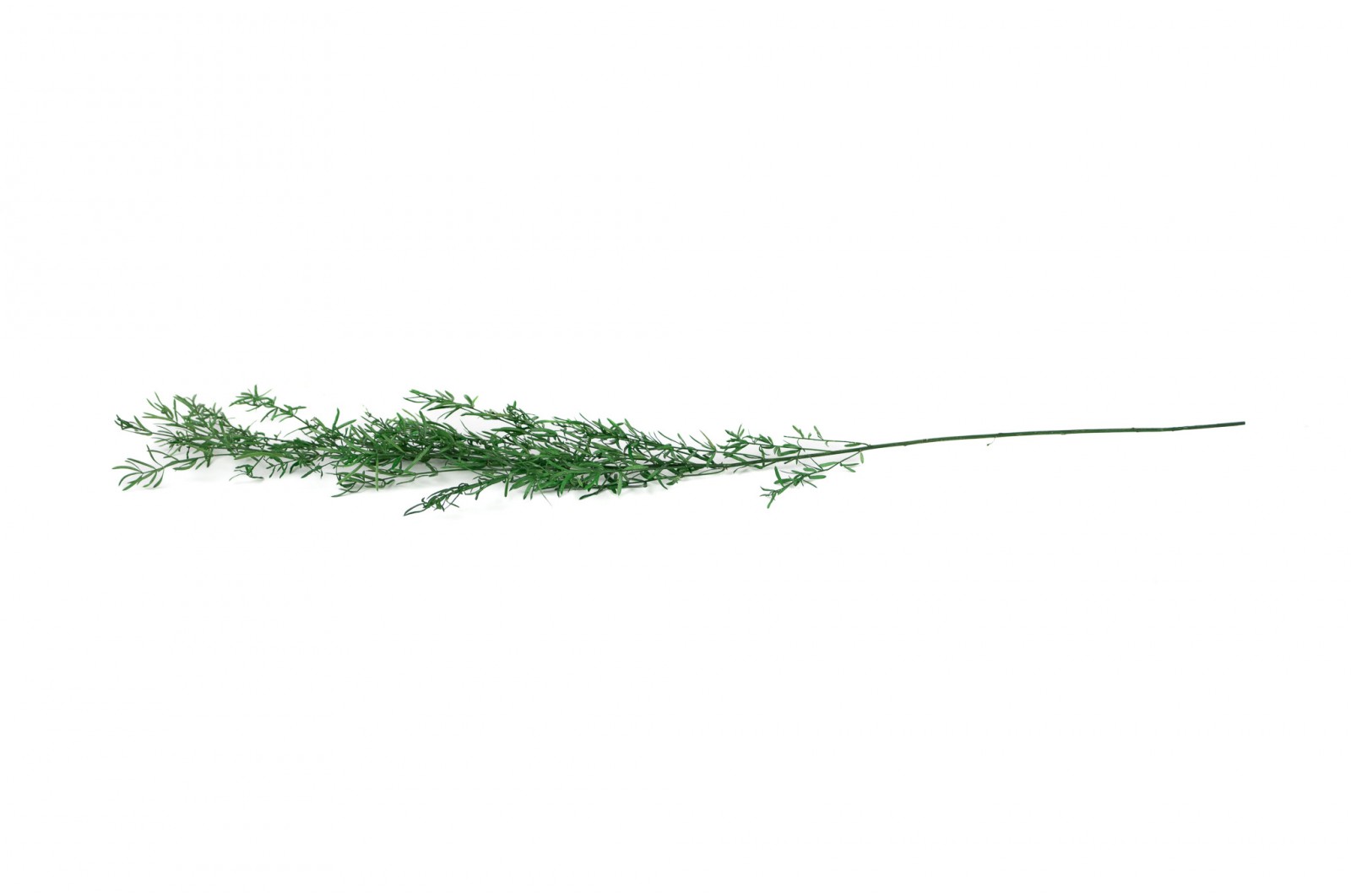 Asparagus Sprengeri stabilisé│vente aux pros│Grossiste