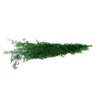 Asparagus Sprengeri stabilisé│vente aux pros│Grossiste