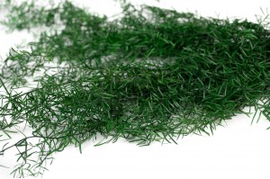 Asparagus Sprengeri stabilisé│vente aux pros│Grossiste