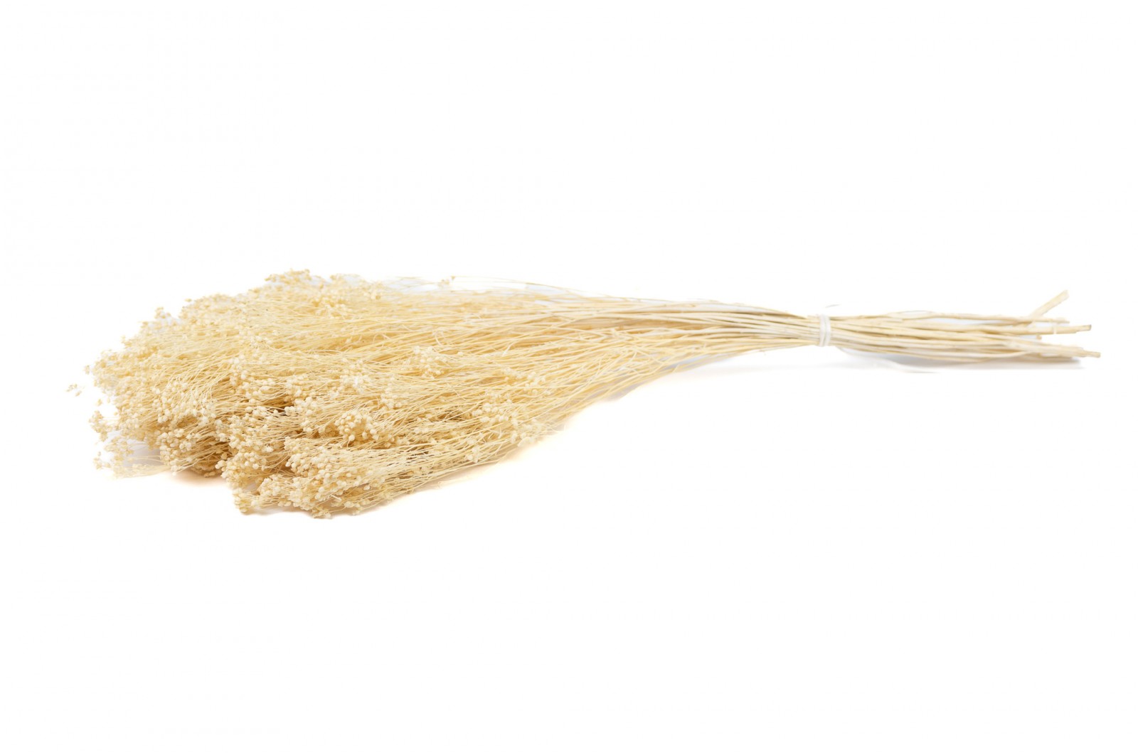 Broom bloom sec│vente aux pros│Grossiste en fleurs séchées