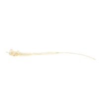 Broom bloom sec│vente aux pros│Grossiste en fleurs séchées
