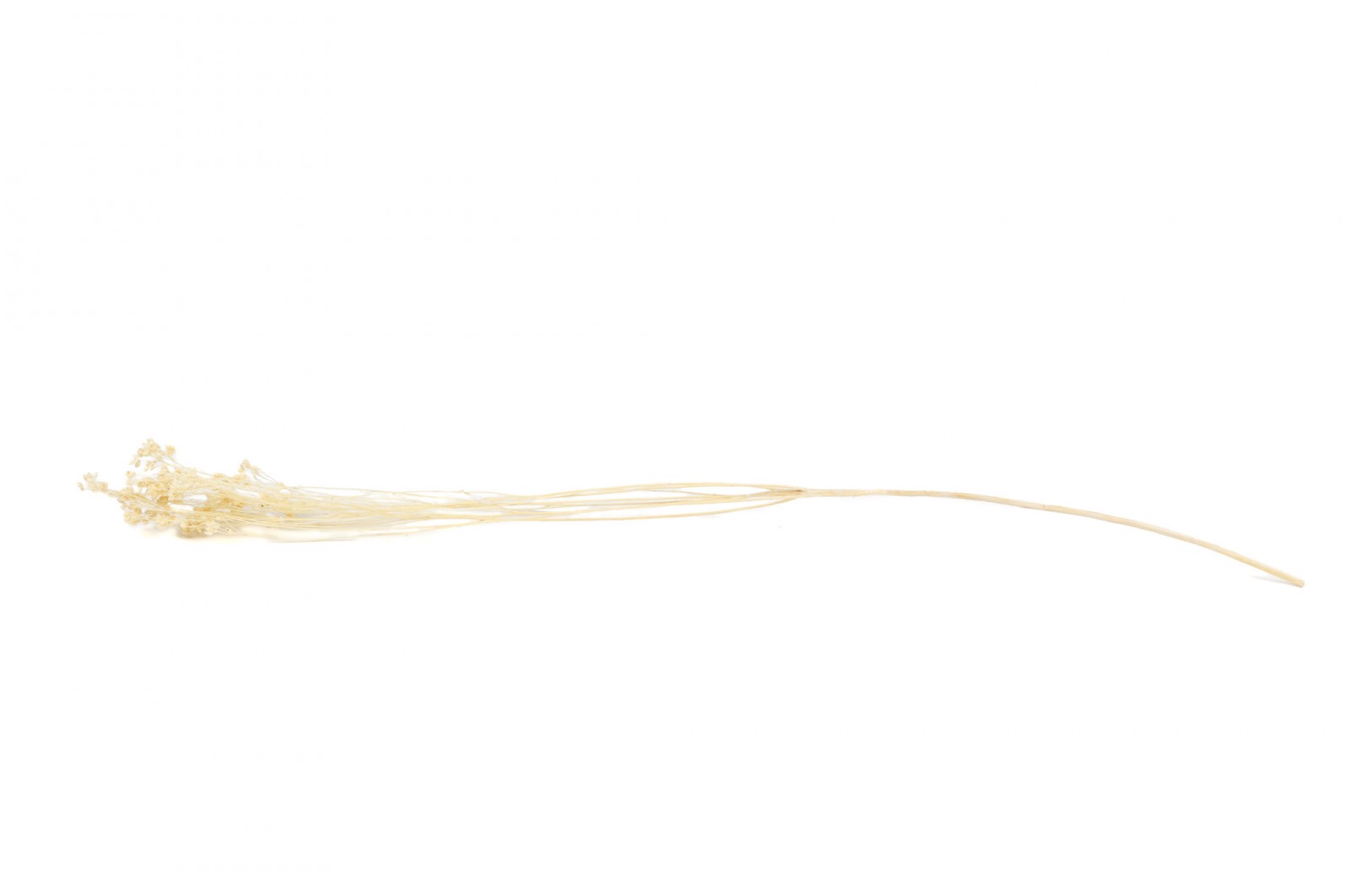 Broom bloom sec│vente aux pros│Grossiste en fleurs séchées