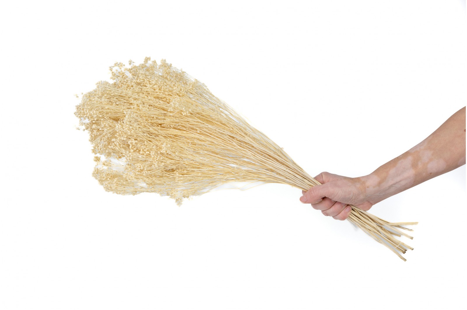 Broom bloom sec│vente aux pros│Grossiste en fleurs séchées