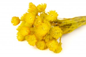 PHOCEALYS│Helichrysum vestitum séché│vente aux pros│Grossiste