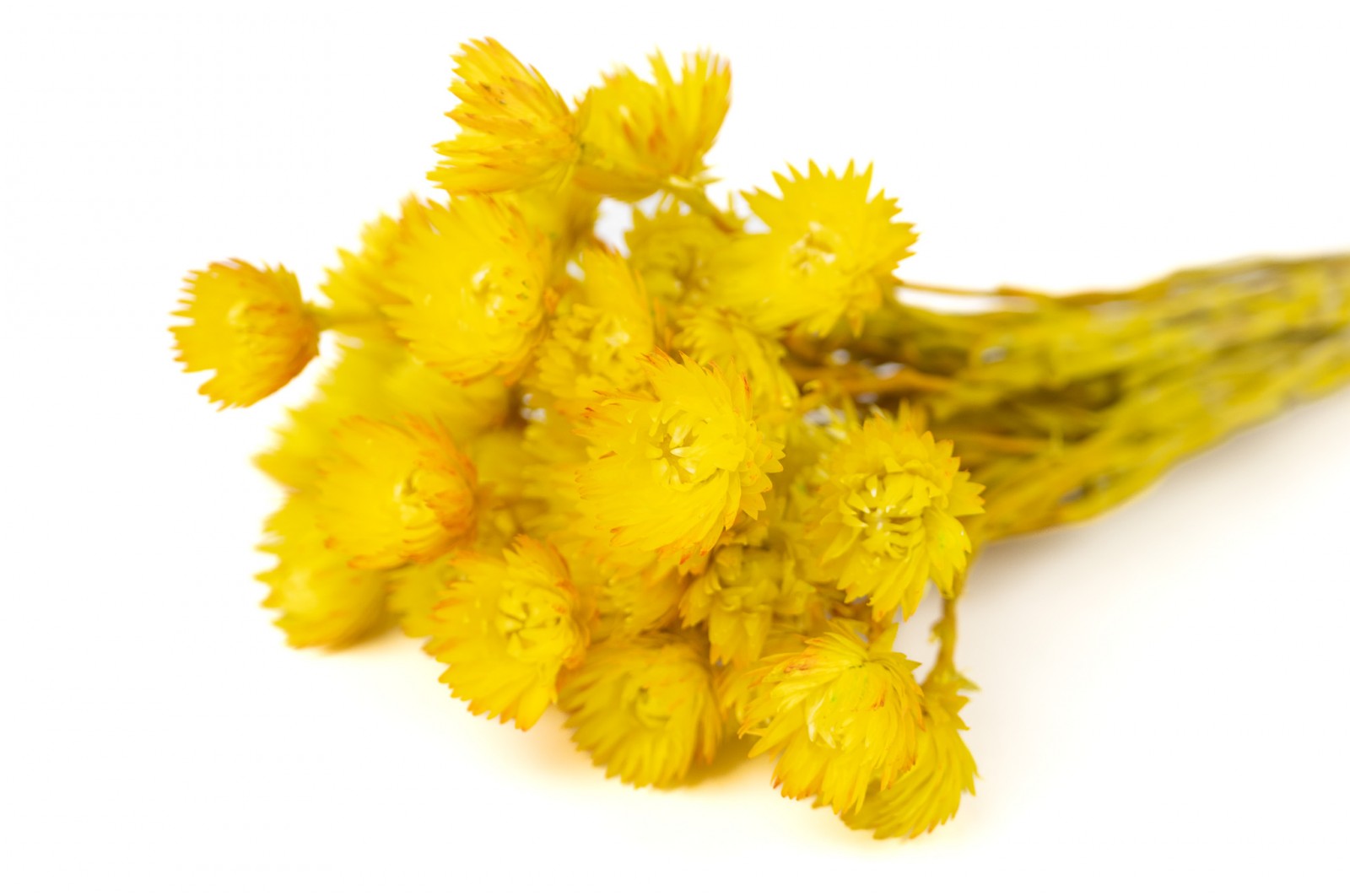 PHOCEALYS│Helichrysum vestitum séché│vente aux pros│Grossiste