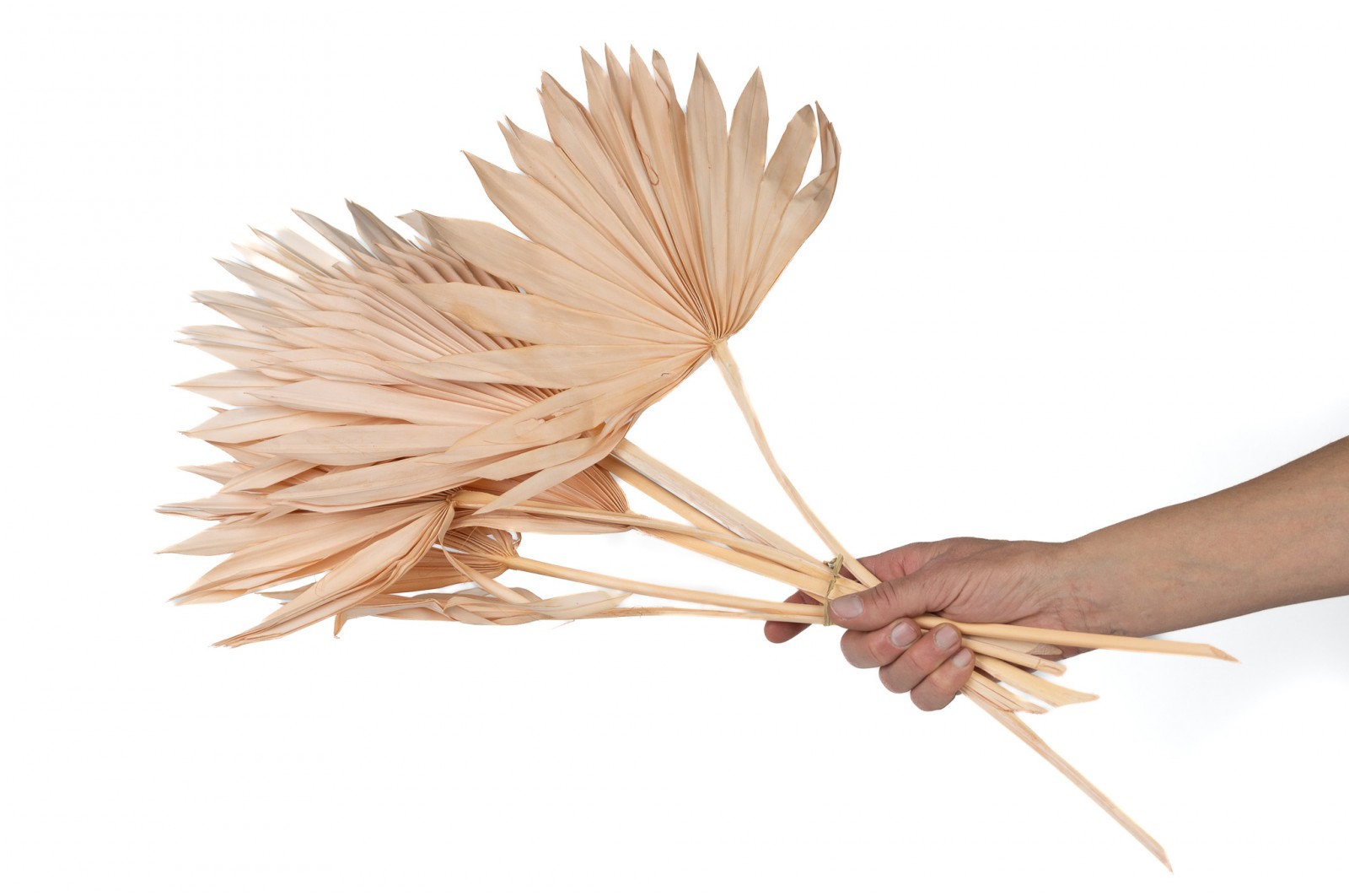 PHOCEALYS │palm sun│vente aux pros│Grossiste en fleurs séchées
