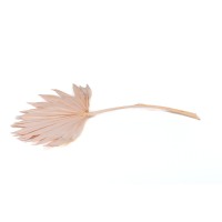 PHOCEALYS │palm sun│vente aux pros│Grossiste en fleurs séchées