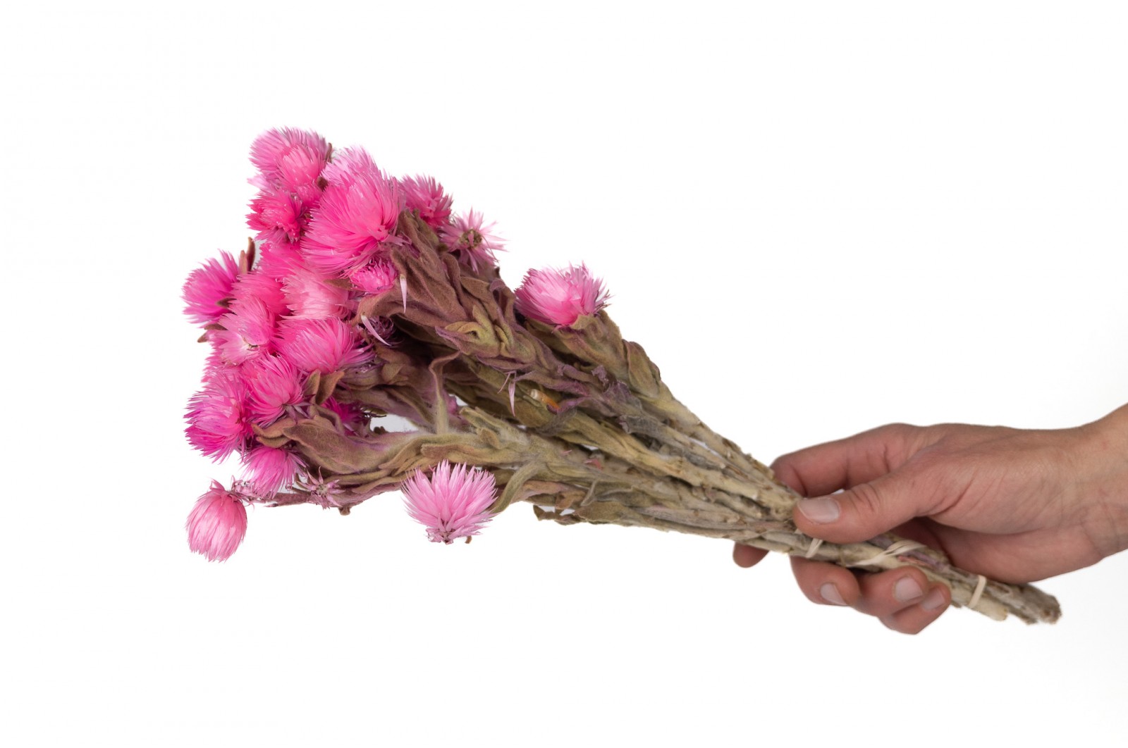 PHOCEALYS│Helichrysum vestitum séché│vente aux pros│Grossiste