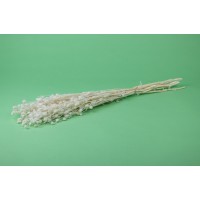Petit chardon │vente aux pros│Grossiste en fleurs séchées