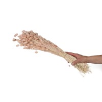 PHOCEALYS │Phalaris sec │vente aux pros│Grossiste en fleurs séchées