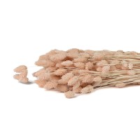 PHOCEALYS │Phalaris sec │vente aux pros│Grossiste en fleurs séchées