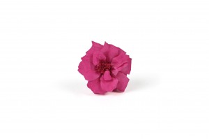 Rose sauvage stabilisée│vente aux pros│Grossiste en végétaux stabilisées