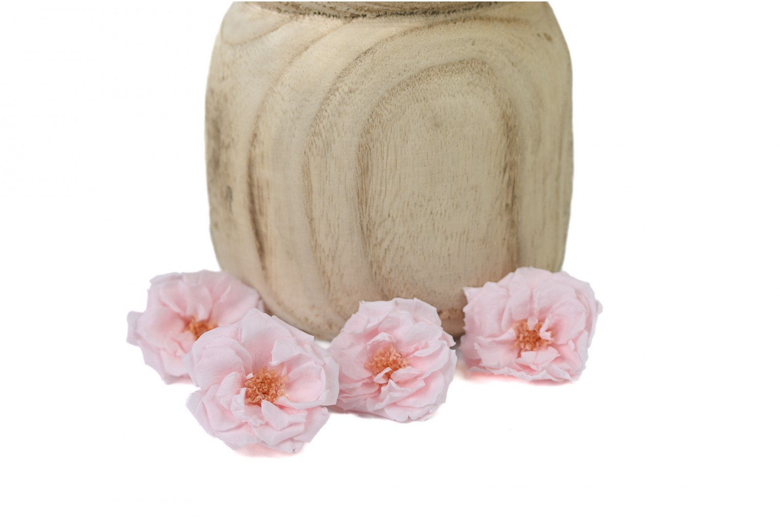 Rose sauvage stabilisée│vente aux pros│Grossiste en végétaux stabilisées