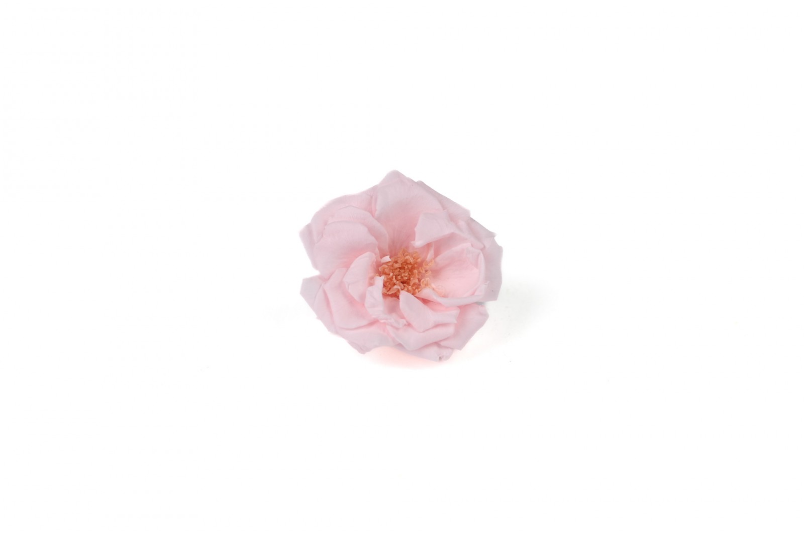 Rose sauvage stabilisée│vente aux pros│Grossiste en végétaux stabilisées