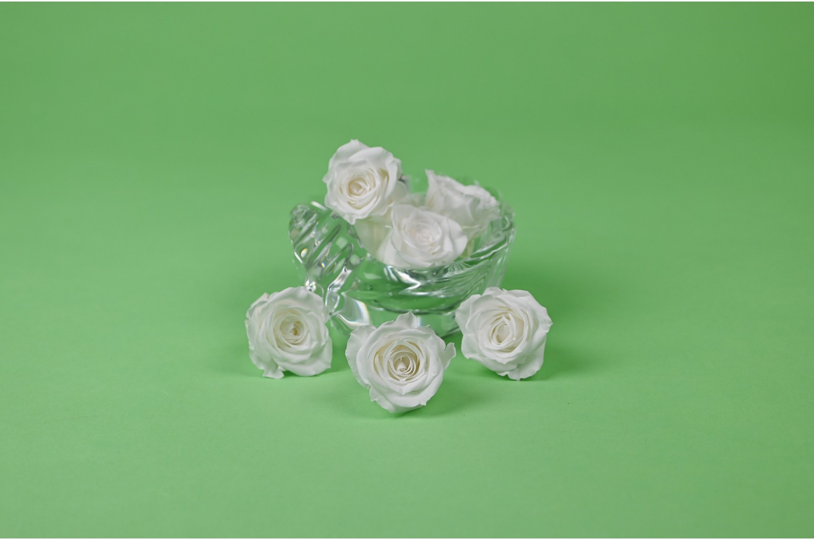 Rose Izumi stabilisée│vente aux pros│Grossiste en végétaux stabilisées
