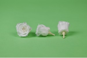 Rose Izumi stabilisée│vente aux pros│Grossiste en végétaux stabilisées