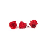 Rose Izumi stabilisée│vente aux pros│Grossiste en végétaux stabilisées