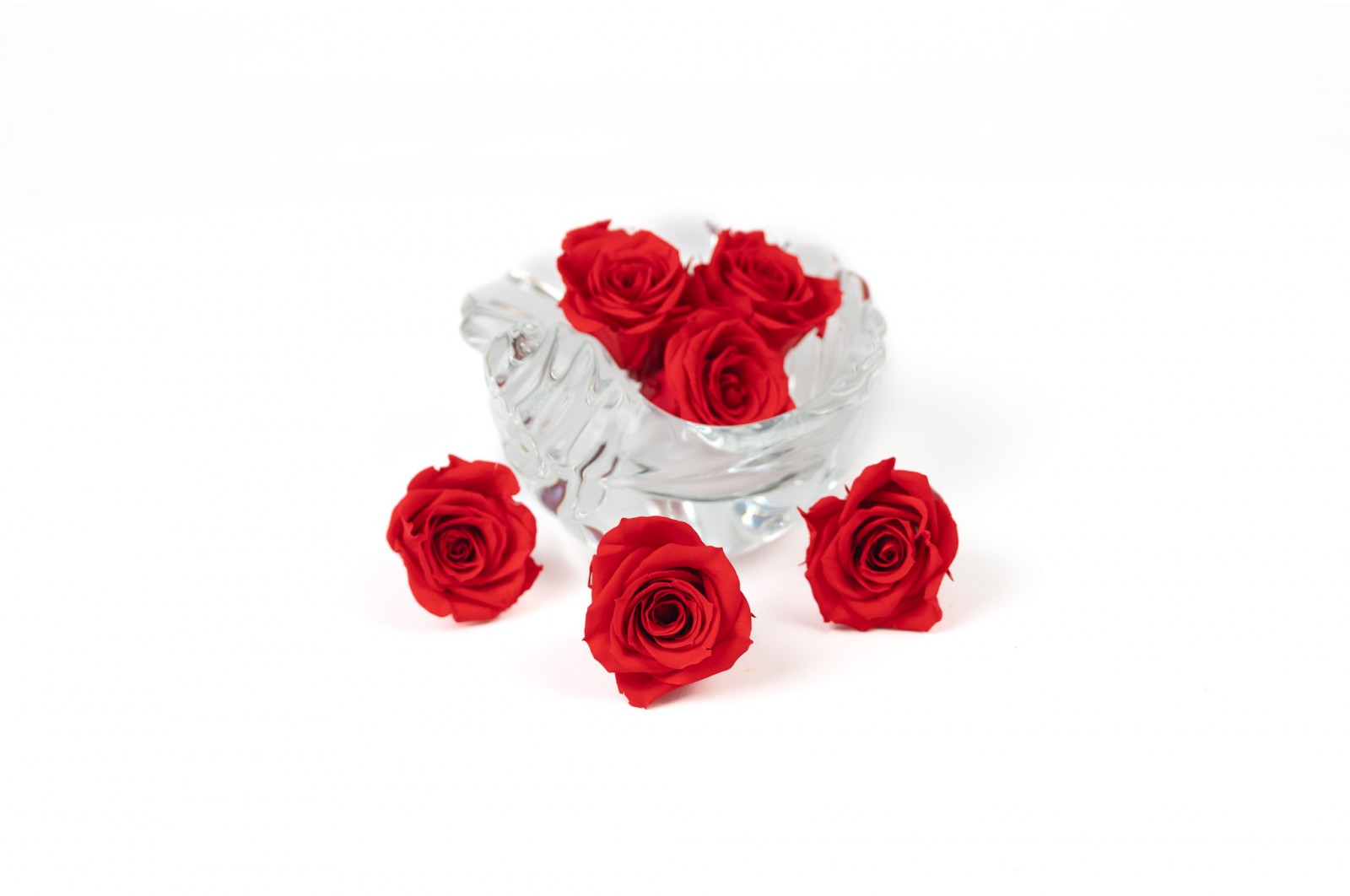 Rose Izumi stabilisée│vente aux pros│Grossiste en végétaux stabilisées