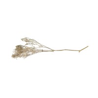 PHOCEALYS │Gypsophile stabilisé│vente aux pros│Grossiste