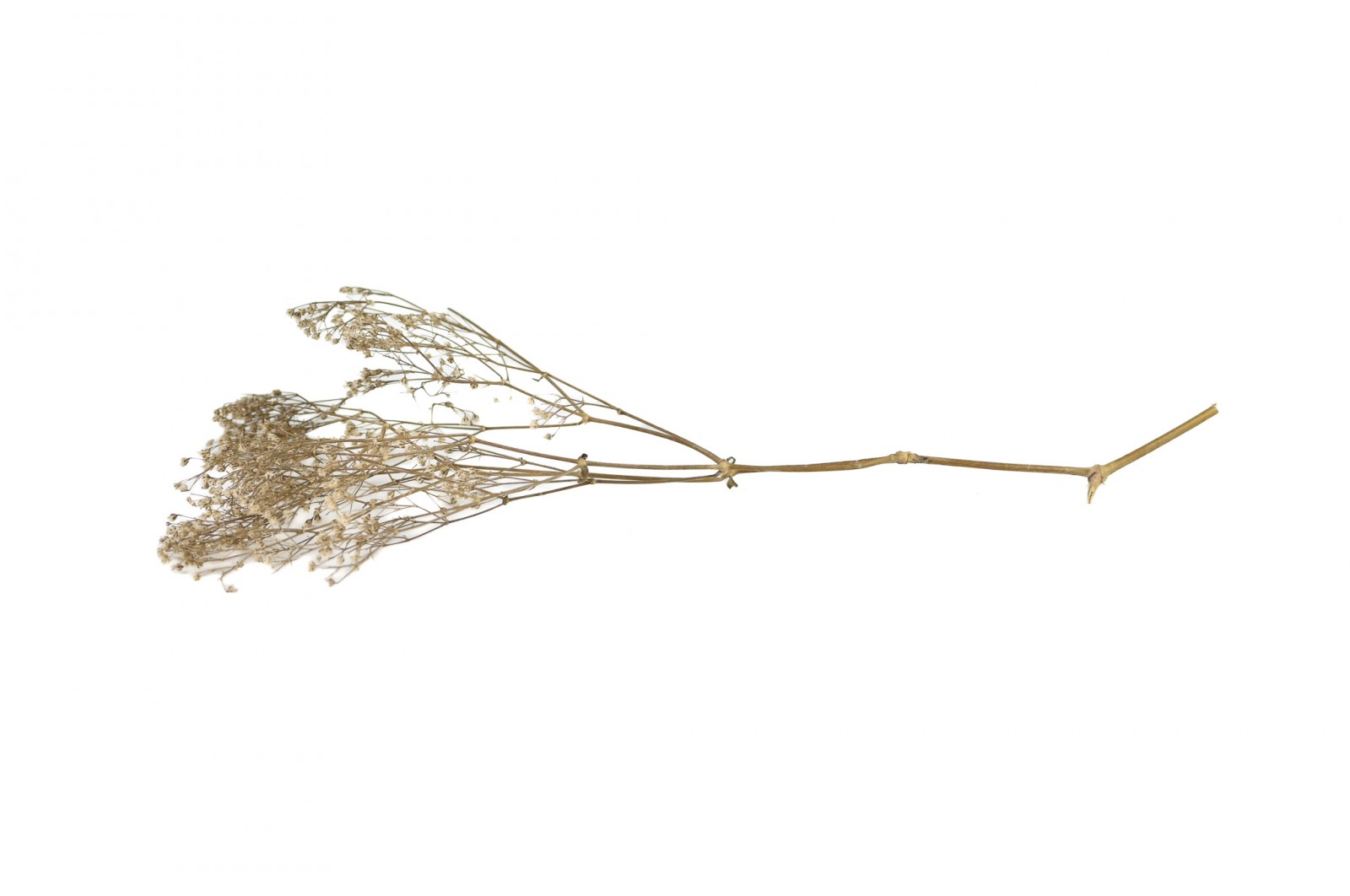 PHOCEALYS │Gypsophile stabilisé│vente aux pros│Grossiste
