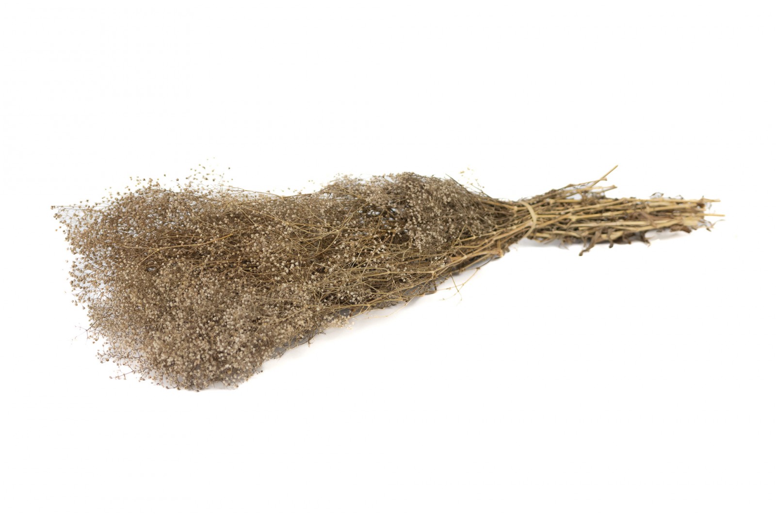 PHOCEALYS │Gypsophile stabilisé│vente aux pros│Grossiste