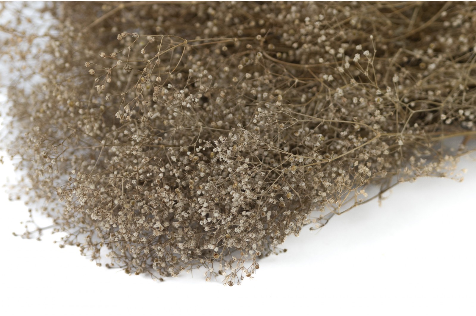 PHOCEALYS │Gypsophile stabilisé│vente aux pros│Grossiste