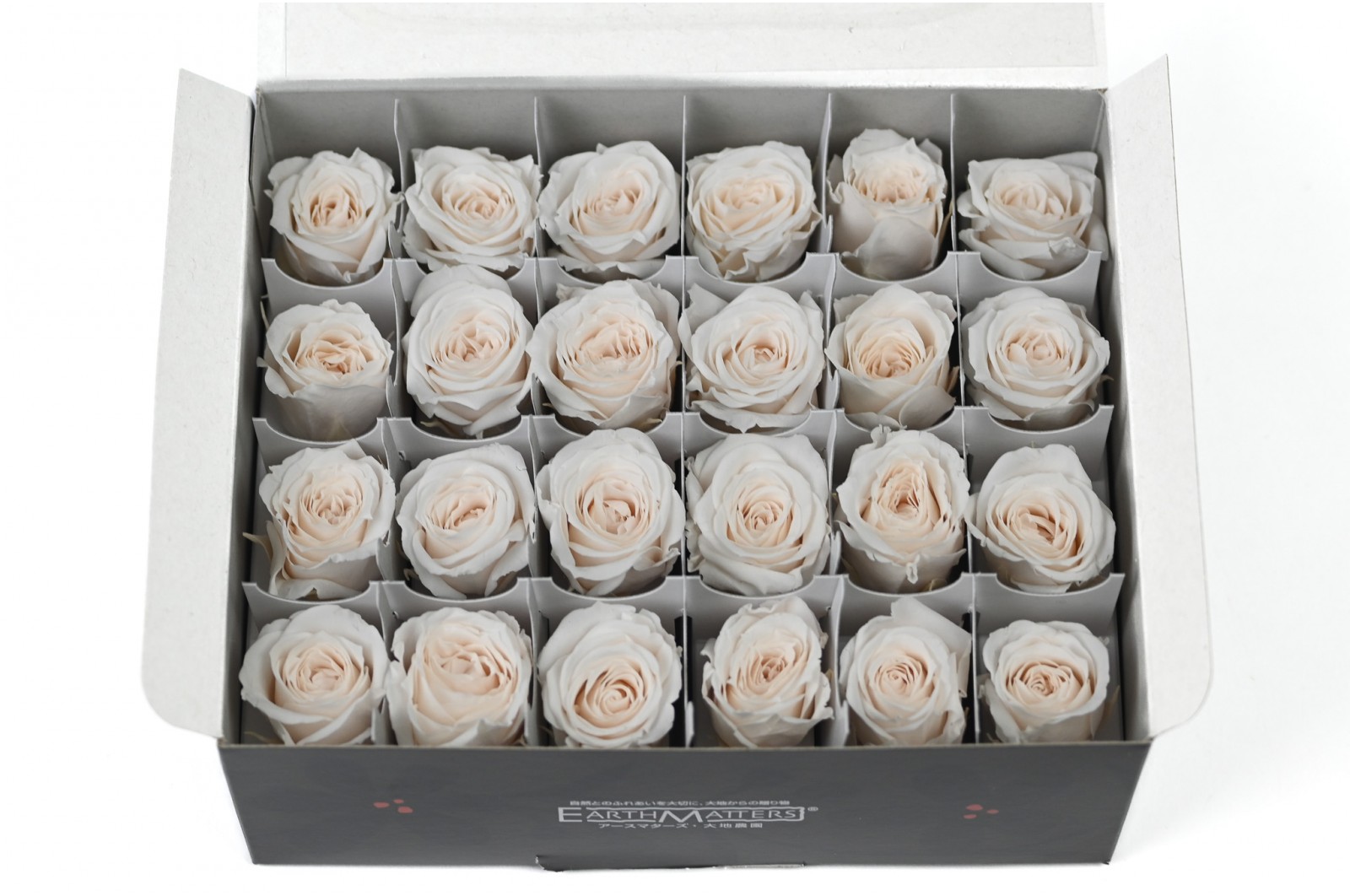 Rose Vivian stabilisée│vente aux pros│Grossiste en végétaux stabilisées