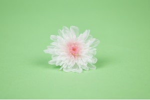 Chrysanthème japonais  stabilisé│vente aux pros│Grossiste