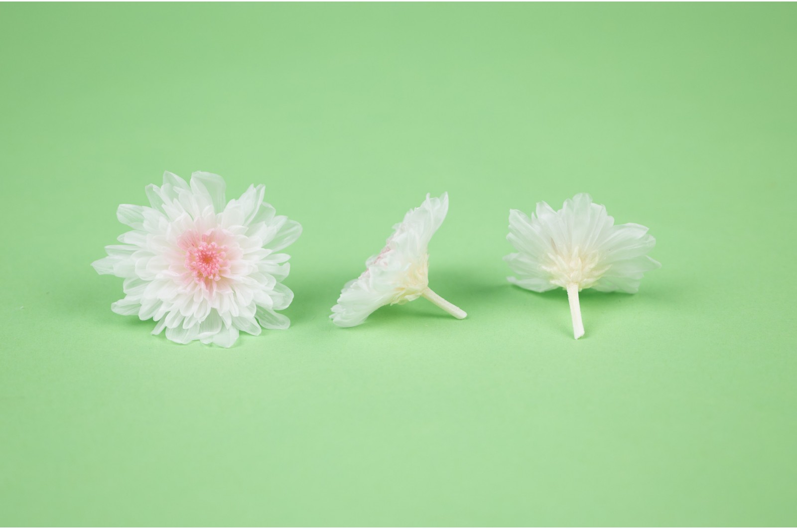 Chrysanthème japonais  stabilisé│vente aux pros│Grossiste