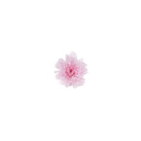 Chrysanthème japonais  stabilisé│vente aux pros│Grossiste