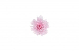 Chrysanthème japonais  stabilisé│vente aux pros│Grossiste