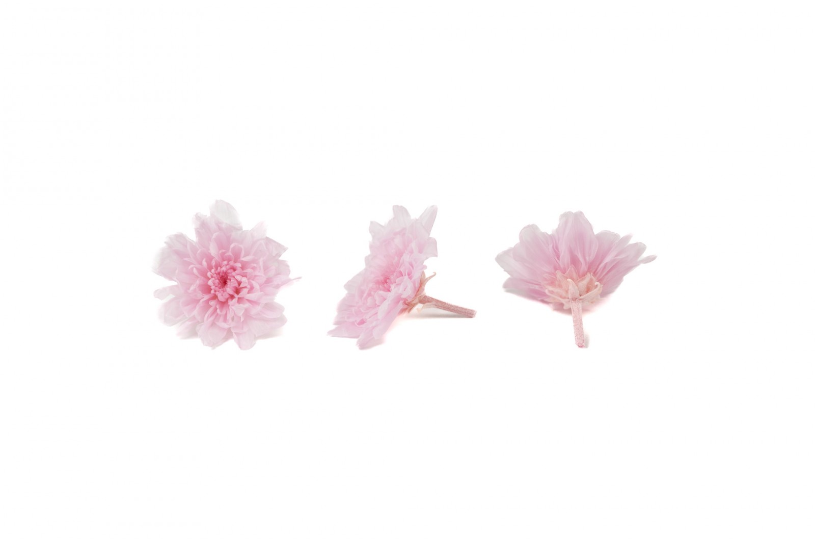 Chrysanthème japonais  stabilisé│vente aux pros│Grossiste