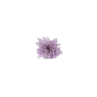 Chrysanthème japonais  stabilisé│vente aux pros│Grossiste