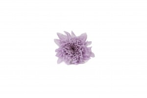Chrysanthème japonais  stabilisé│vente aux pros│Grossiste