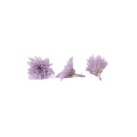 Chrysanthème japonais  stabilisé│vente aux pros│Grossiste