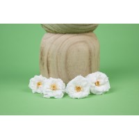 Rose sauvage stabilisée│vente aux pros│Grossiste en végétaux stabilisées