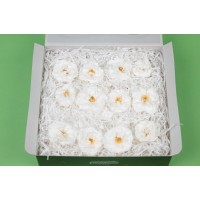 Rose sauvage stabilisée│vente aux pros│Grossiste en végétaux stabilisées