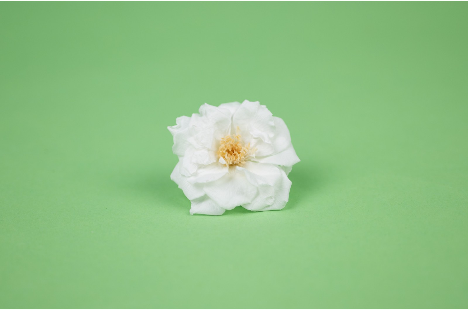 Rose sauvage stabilisée│vente aux pros│Grossiste en végétaux stabilisées