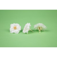 Rose sauvage stabilisée│vente aux pros│Grossiste en végétaux stabilisées